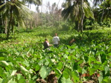 TalaThumb0012.jpg